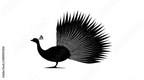 Elegant Black Peacock Silhouette with Fanned Tail. Majestic Bird Vector Illustration Isolated on White Background.