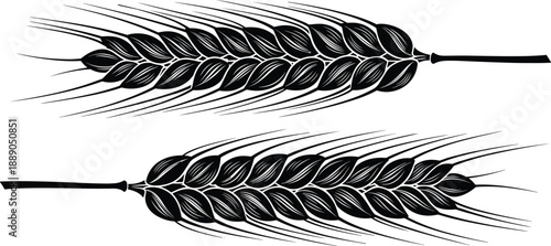 Wheat ears vector illustration with detailed grain spikelets, black silhouette icons for agriculture, farming, cereal crops, bread ingredients, organic food design