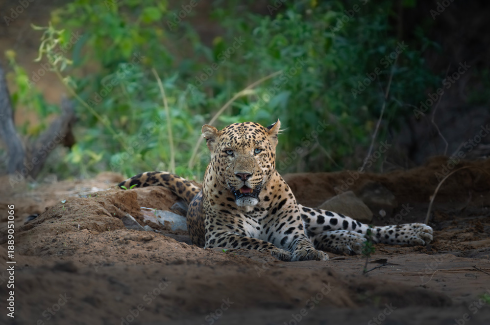 Obraz premium Leopard Resting on Forest Floor in Natural Habitat, India