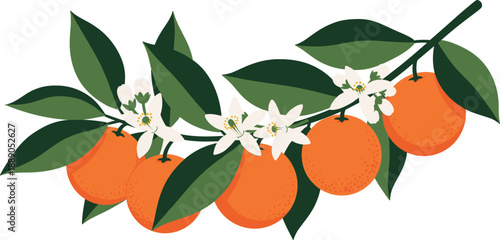 Fresh oranges on a branch with green leaves and white blossoms