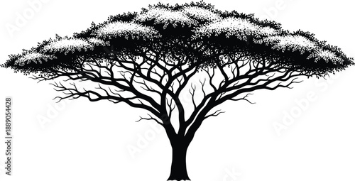 Wide acacia tree silhouette, African savanna landscape illustration, black and white nature design isolated on white background vector art style