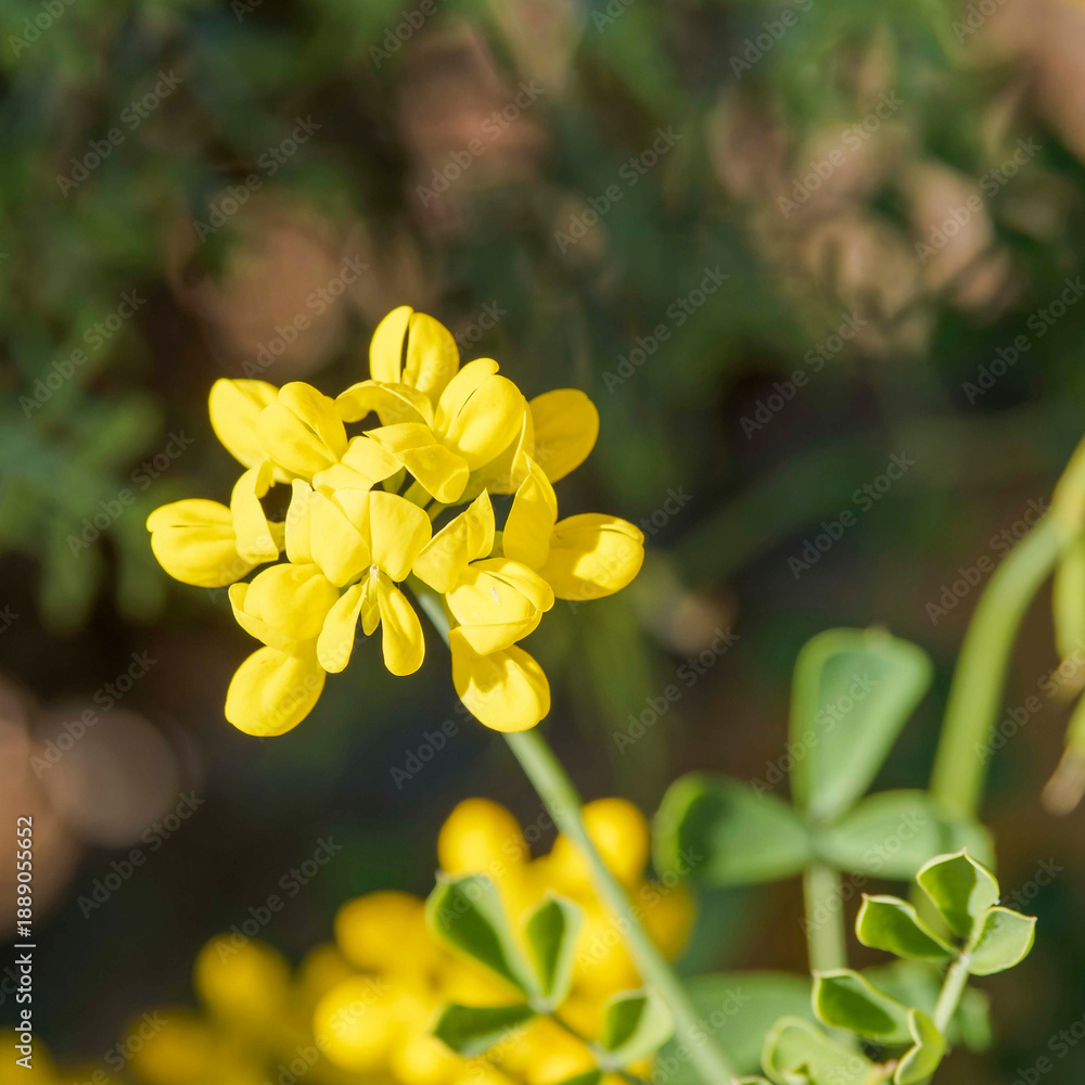 Fototapeta premium Detailed view of bright yellow crown of flowers pea-shaped of Coronilla valentina 'Glauca' called glaucous scorpion-vetch on a short stem in a round umbel-shaped head 