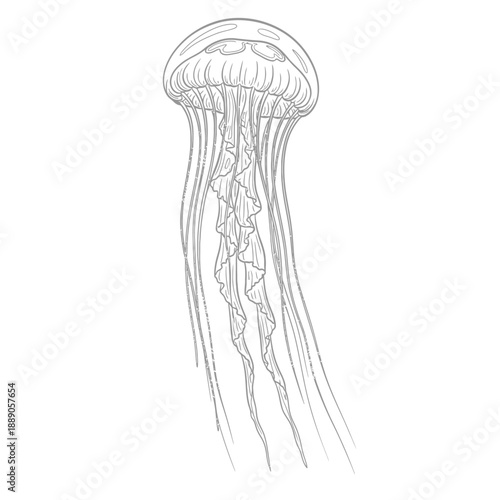 Delicate jellyfish outline features long trailing tentacles sketched with fine, flowing gray lines on white.