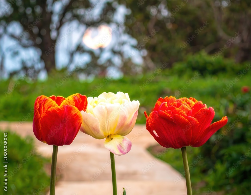 Obraz premium Three vibrant tulips, two red and one white, stand tall along a winding garden path.