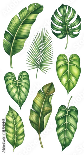 Lush Green Tropical Leaves Collection for Nature and Garden Themes