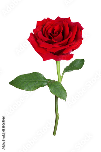 A single red rose displays its layered petals, green stem, and leaf against a...