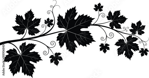 Black silhouette of grape vine branch with leaves and curly swirls isolated on white background for wine and nature design