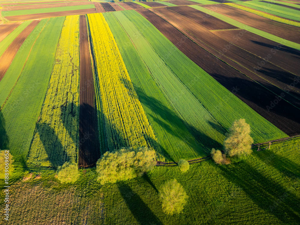 Fototapeta premium Aerial view of spring crop fields, green cereals and yellow rapeseed during sunrise in Ponidzie region, Poland