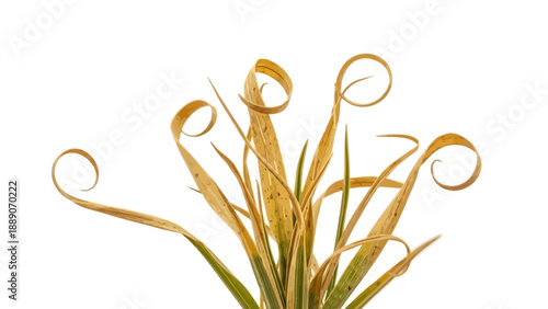  brittle grass tuft with curled tips, hyper-real detail on white