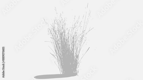  dried grass cluster with uneven height, white