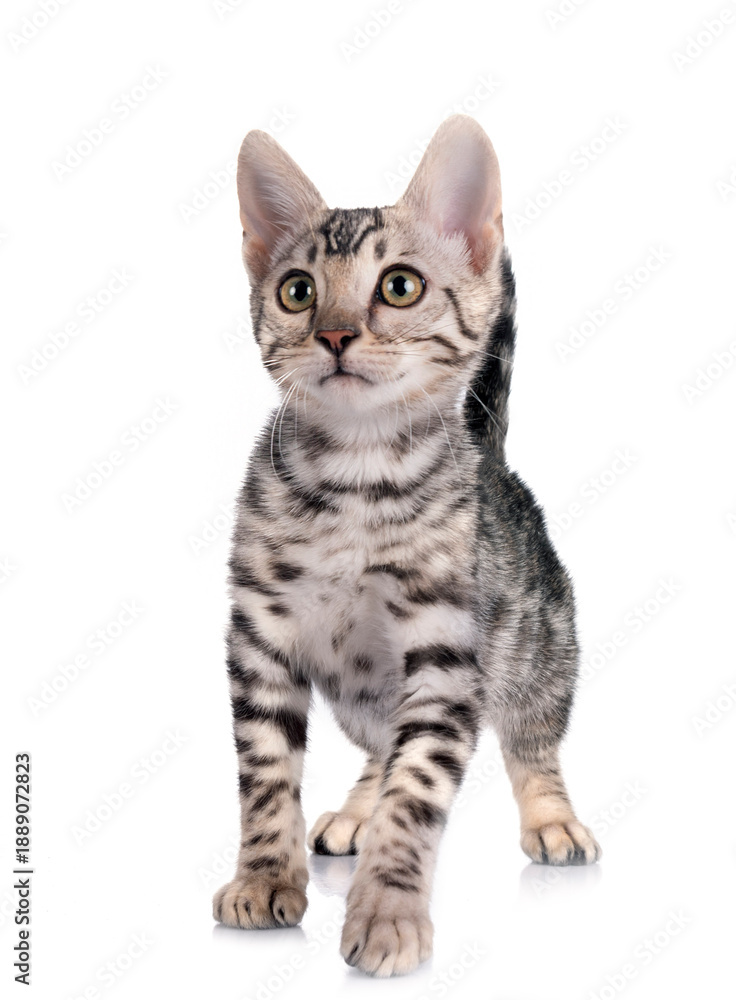 Obraz premium bengal kitten in studio