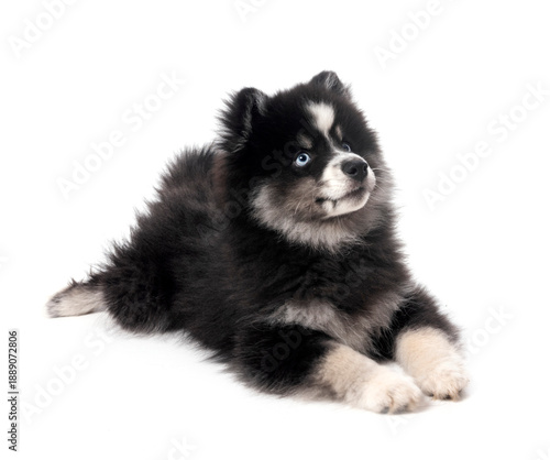 Pomsky in studio