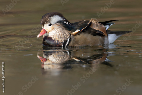 Quadro su tela swimming aberrant coloured adult male Mandarin Duck (Aix galericulata) in breedi