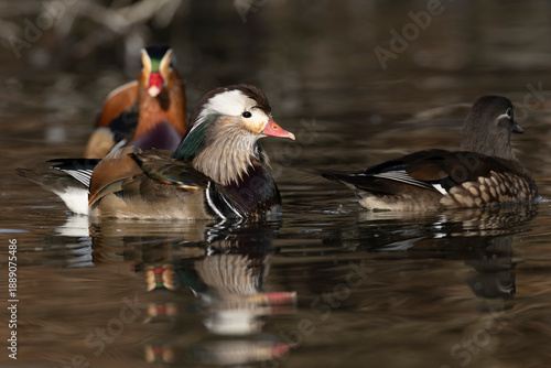 aberrant coloured adult male Mandarin Duck (Aix galericulata) swimming next to normal coloured male and female Mandarin Druck, found in Lower Saxony in Hannover