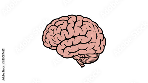 An illustration of a human brain on a white background