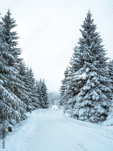 Winter im Nationalpark Harz INiedersachsen, Deutschland) - zwischen schneebedeckten Bäumen auf dem Weg zum Brockengipfel