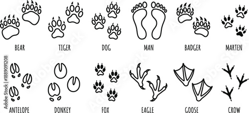 Animal footprint and track icon set showing bear tiger dog fox bird human antelope badger marten goose and crow paw prints isolated for wildlife identification education and outdoor design