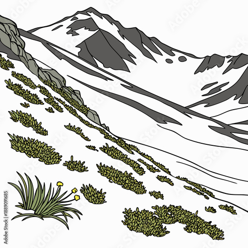 Mountain landscape with alpine flora