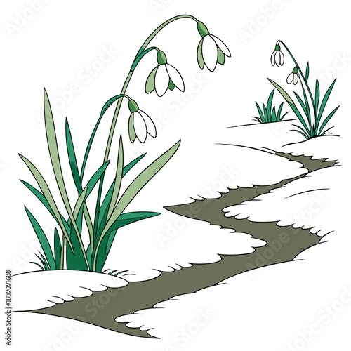 Snowdrops blooming through snow