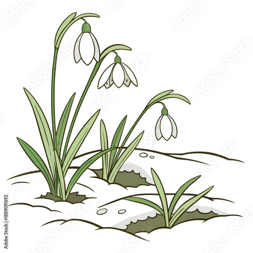 Snowdrops blooming through snow