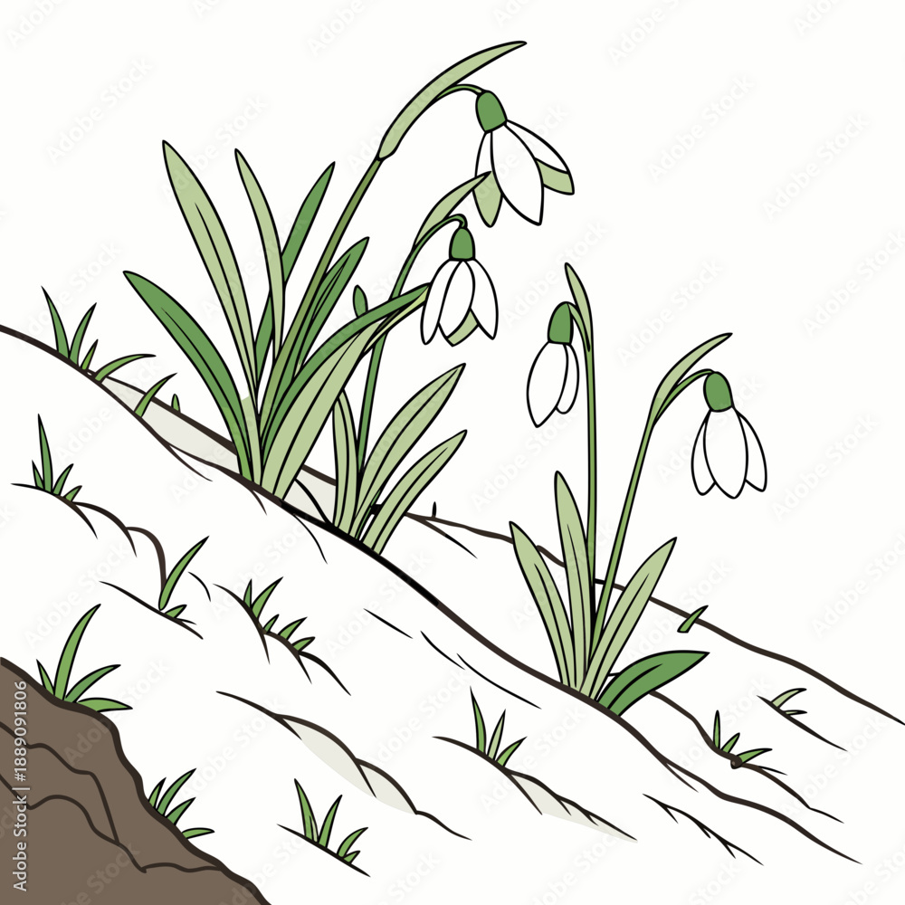 Fototapeta premium Snowdrops blooming on a snowy hillside