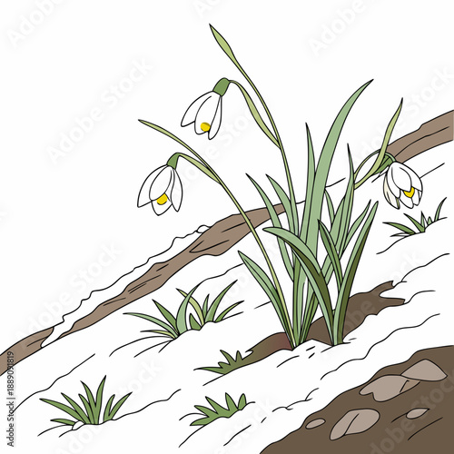 Snowdrops blooming through snow