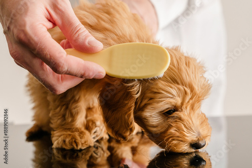 Hands of a man combing a Maltipoo puppy with a soft brush.