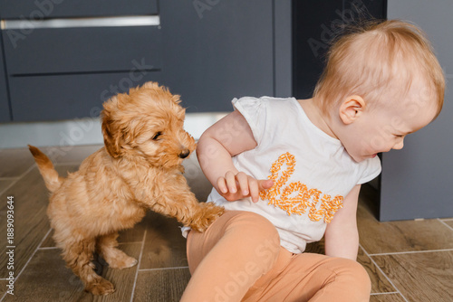 Child girl toddler playing with a maltipu puppy on the floor