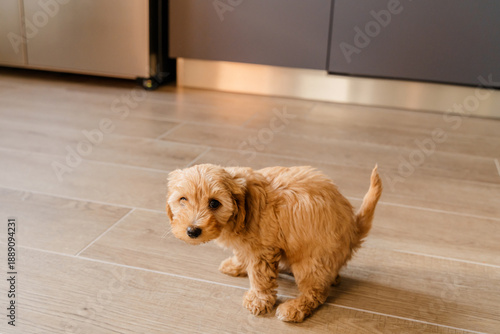 Maltipu pooping on the floor. Toilet training a puppy.