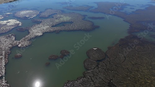 4k Drone Video: High angle shot of a bird soaring above a unique wetland ecosystem with cracked mud patterns and algae