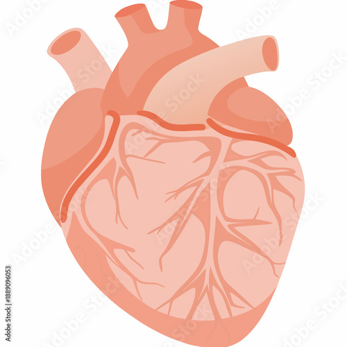 An anatomical illustration of a human heart showcasing its chambers and vessels