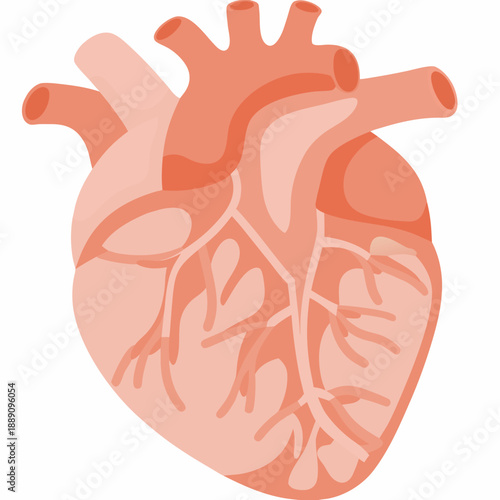 An anatomical illustration of a human heart with visible vessels and chambers