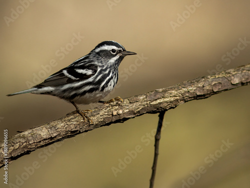 A male black-and-white warbler during spring migration