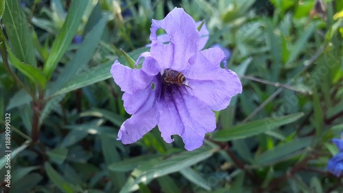 Fotografie Kencana ungu or Ruellia simplex flowers in the garden