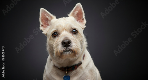 Wallpaper Mural Cute white terrier dog portrait on black background Torontodigital.ca