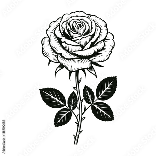 A detailed black and white engraving of a blooming rose with leaves