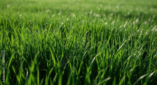 Wallpaper Mural Fresh green grass texture in sunlight. Close up of lush lawn field for nature background, ecology concept, environmental growth, gardening and sustainability. Bright summer meadow. Torontodigital.ca