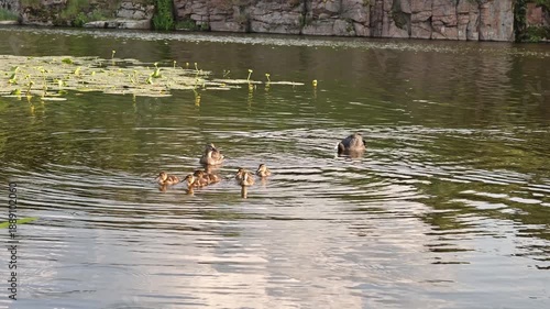 Wallpaper Mural Mother duck with cute ducklings swimming on a calm river surface in summer Torontodigital.ca