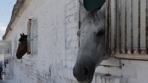 Wallpaper Mural Beautiful white horse looking out from a stable window on a sunny day Torontodigital.ca