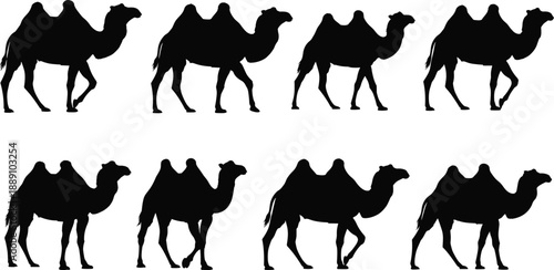 Black silhouette camel icon set showing walking desert animals in multiple poses isolated on white background vector illustration