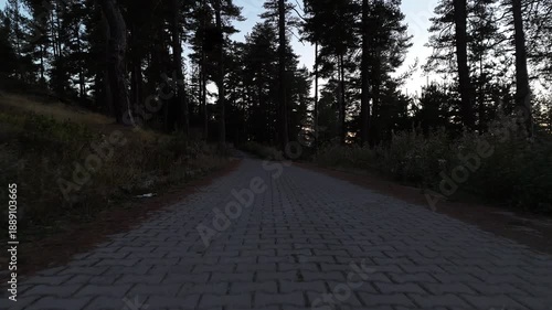 Tranquil forest path surrounded by majestic pine trees, perfect for eco-tourism concept