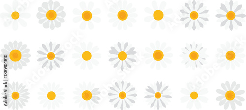 White daisy flower collection with yellow centers, spring chamomile blossom set for floral decorative design elements