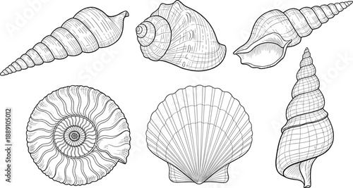 Hand Drawn Seashell Vector Illustration Set with Detailed Shell Sketches for Nautical Designs Beach Decor Posters Prints and Vintage Graphics