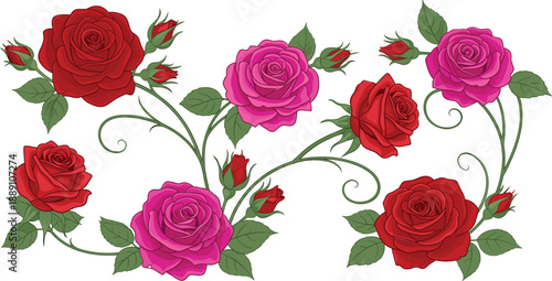 Elegant blooming rose flower illustration set with red and pink roses, buds and green leaves for floral design