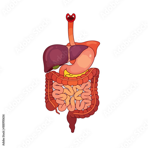 Human Digestive System Anatomy Flat Vector Illustration