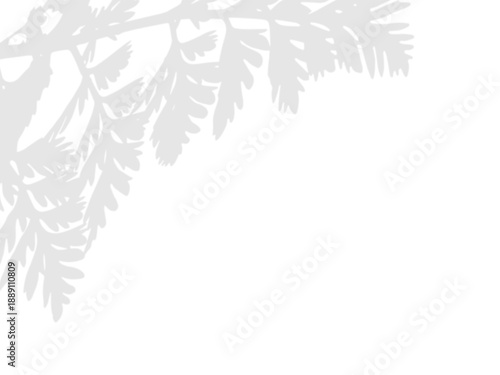 Plant leaf shadow overlay on transparent background