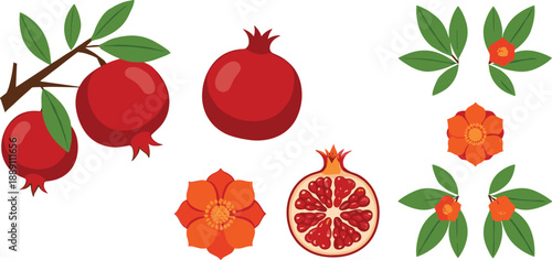 Pomegranate Set with Fruits Flowers Leaves and Sliced Pomegranate Isolated on White Vector Illustration