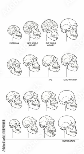 Human evolution skulls vector illustration, primate to modern human skull shapes, scientific diagram isolated on white