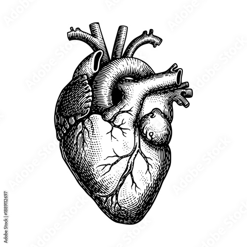 Human heart anatomical engraving illustration