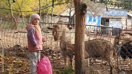 Wallpaper Mural Little girl feeding goats with fresh cabbage leaves at a farm or petting zoo Torontodigital.ca